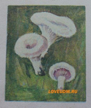 белянка