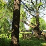 Дуб, посаженный каторжанами — село Пышкет Юкаменский район