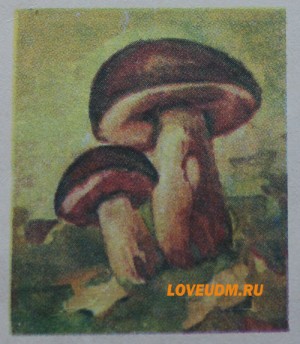 дубовик