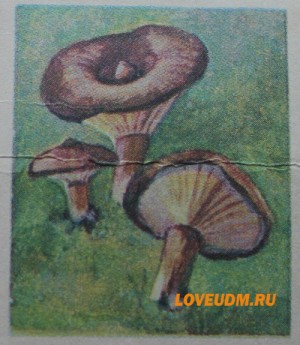 горькушка