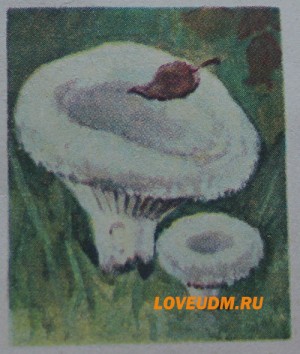 груздь