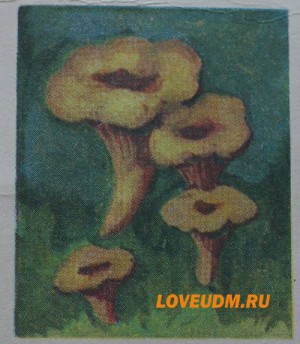лисичка