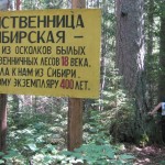 Лиственница в Кокманском лесничестве – свидетельство былых времен
