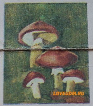 масленок