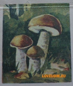 подберезовик (обабок, черныш)
