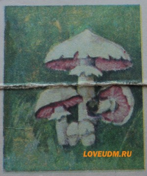 шампиньон