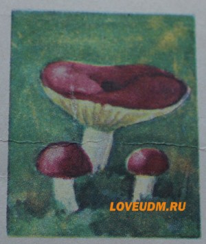 сыроежка