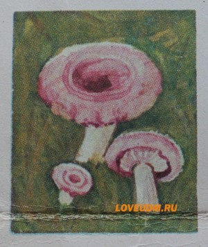 волнушка
